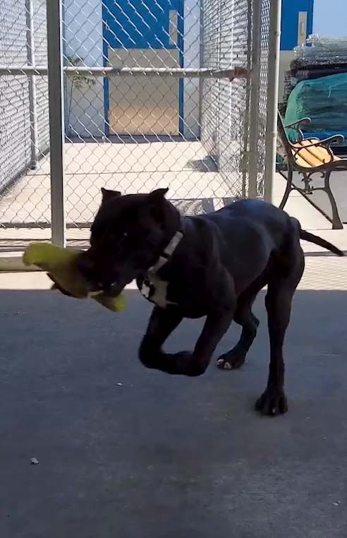 Black dog playing with chew toy